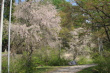 2本の葉桜